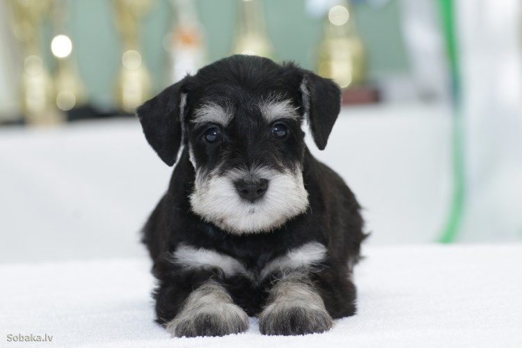 Немецкий Цвергшнауцер