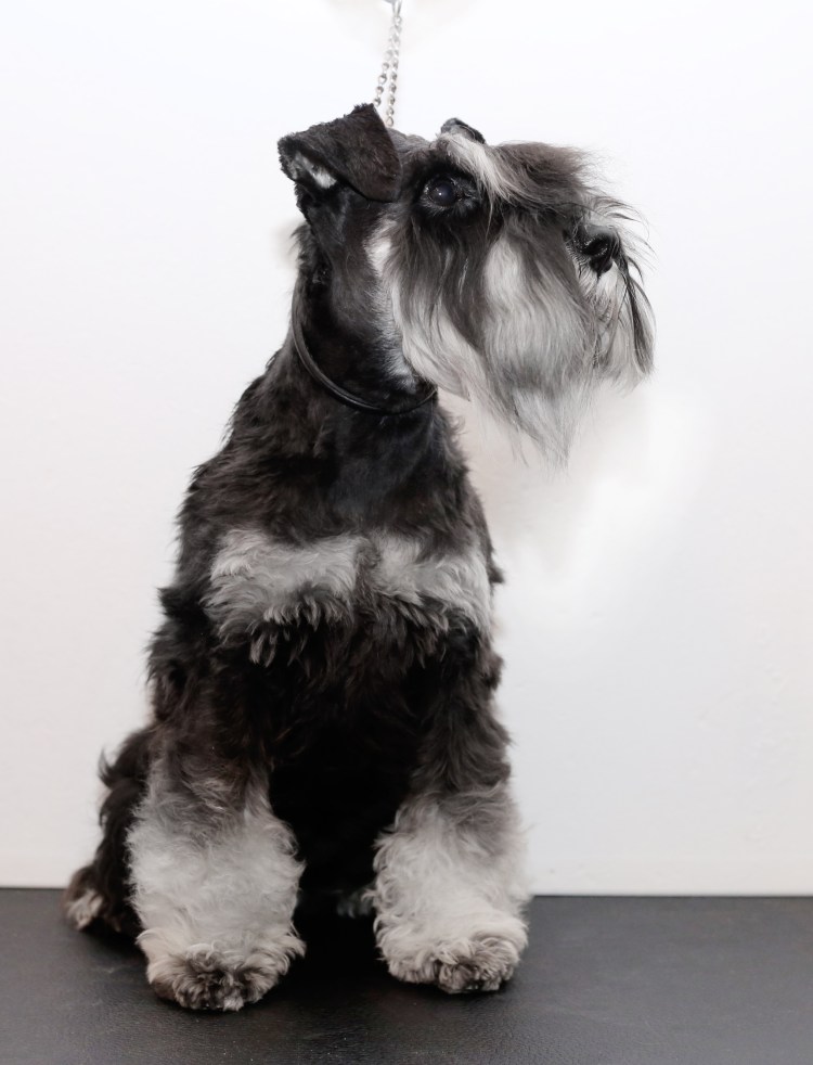 Ризер шнауцер цверг