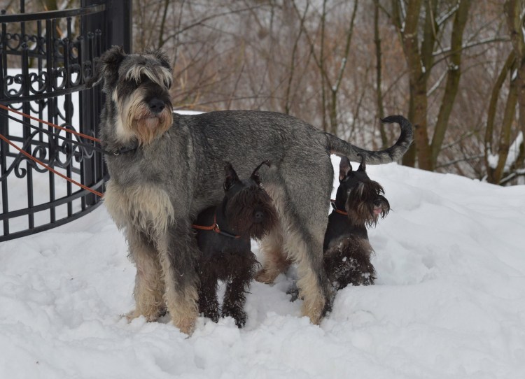 Шнауцер Цвергшнауцер
