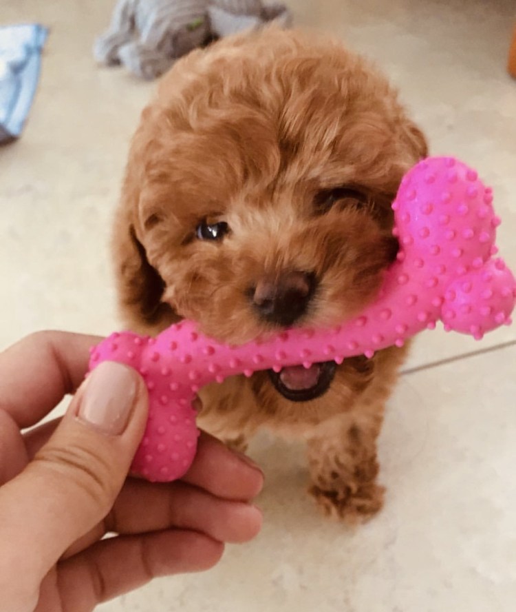 Мальта собака