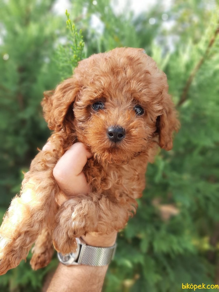 Карликовый пудель мальтипу