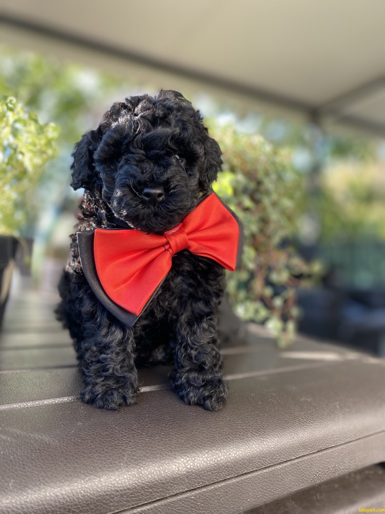 Порода собак той пудель Тедди