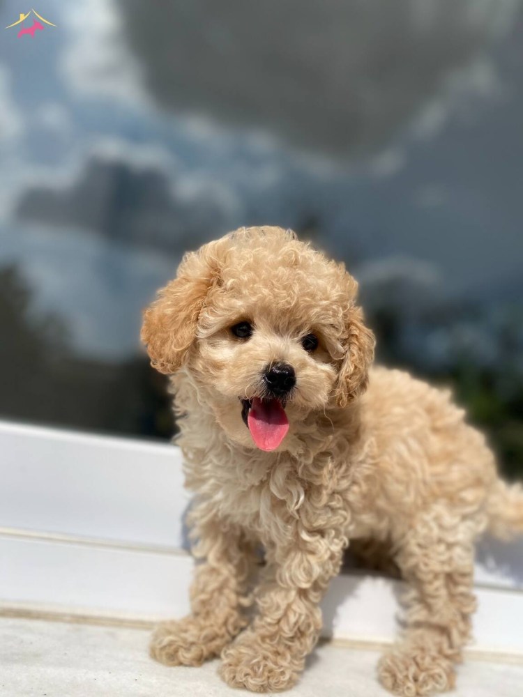 Пудель кудрявый