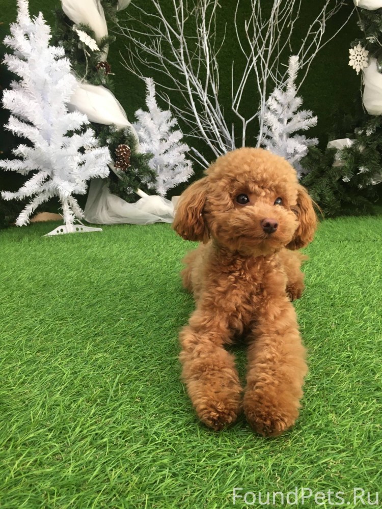 Babyface пудель