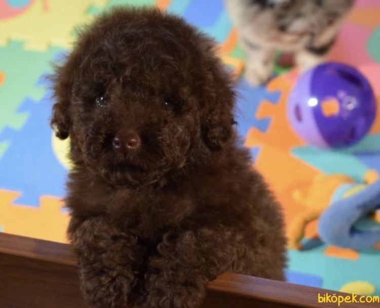 Той пудель Тикап микро