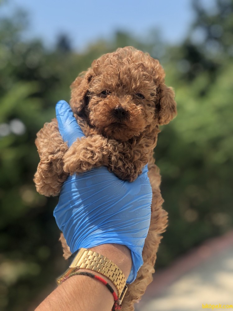 Пудель на рабочий стол