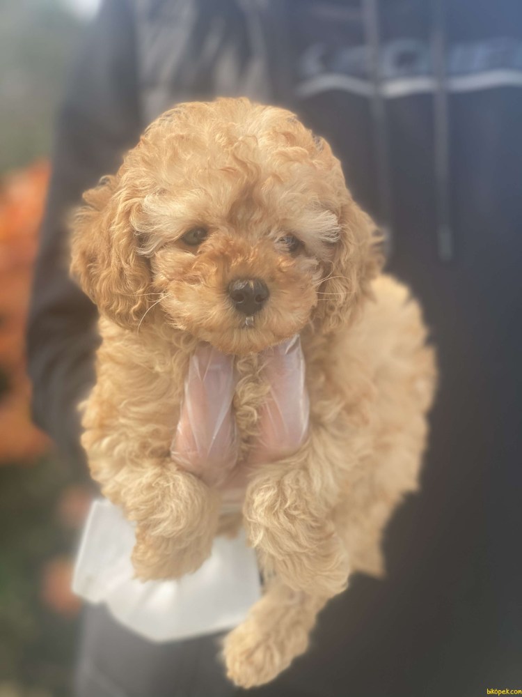 Рэд Браун пудель