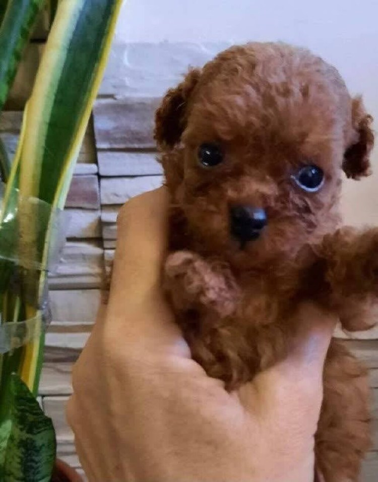 Мини пудель мальтипу