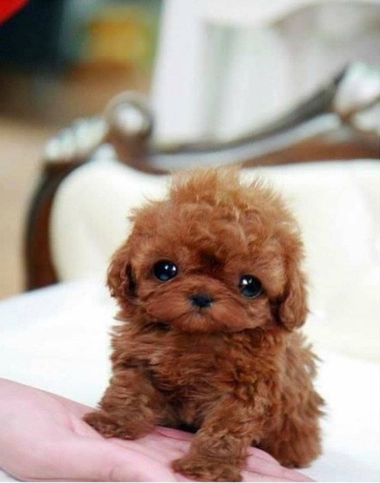 Сильвер пудель