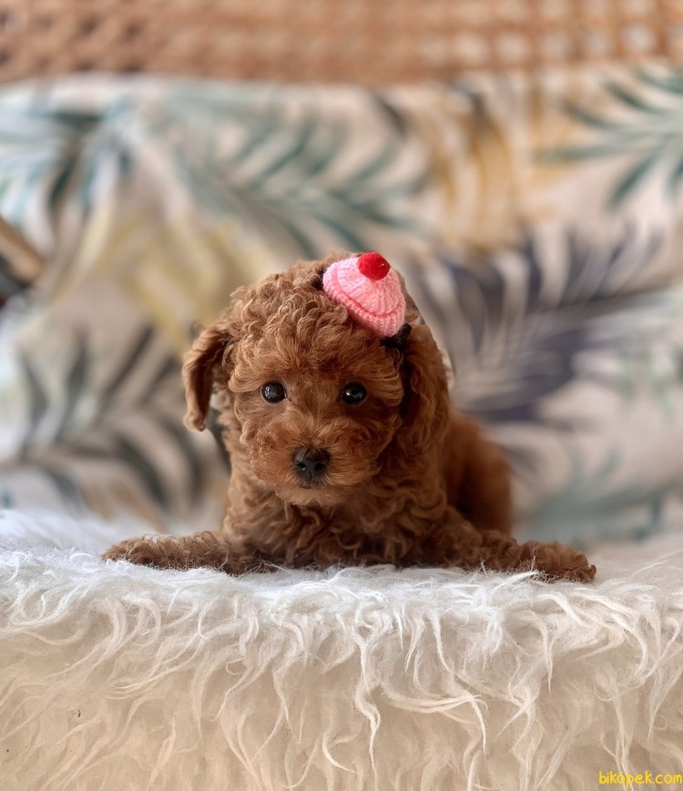 Той пудель бэби фейс