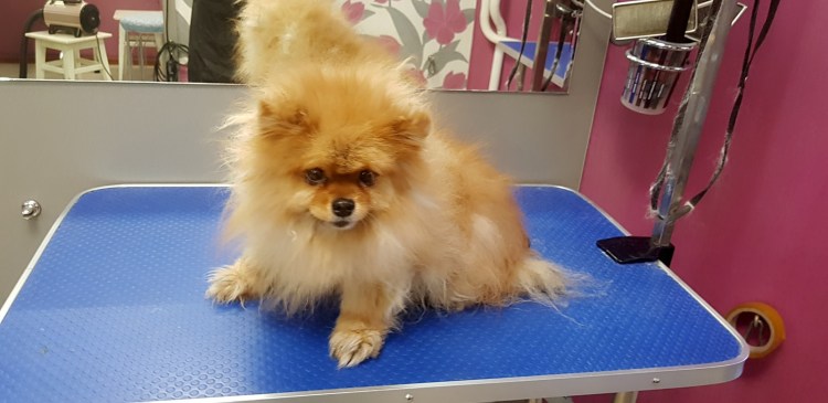 Немецкий карликовый шпиц померанский