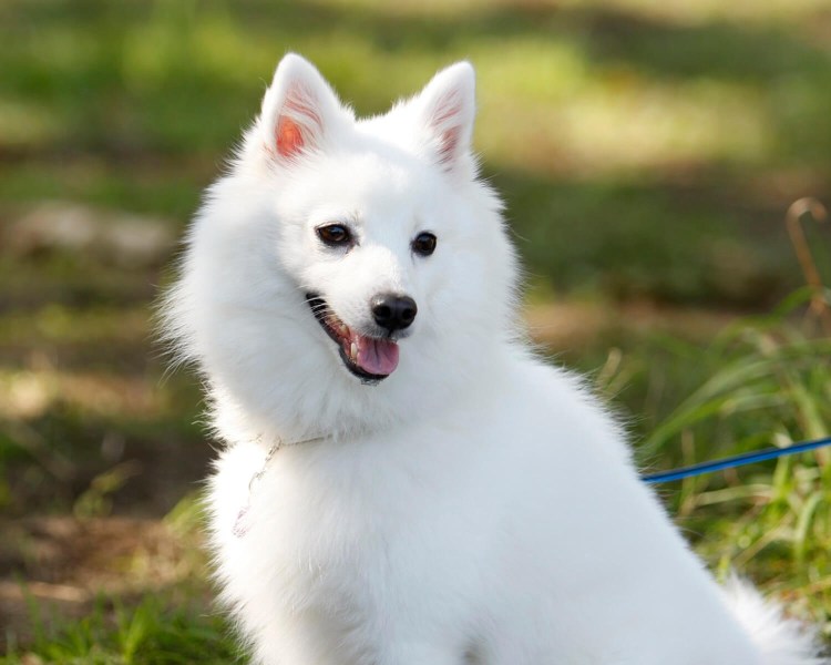 Карликовый померанский шпиц абрикосовый