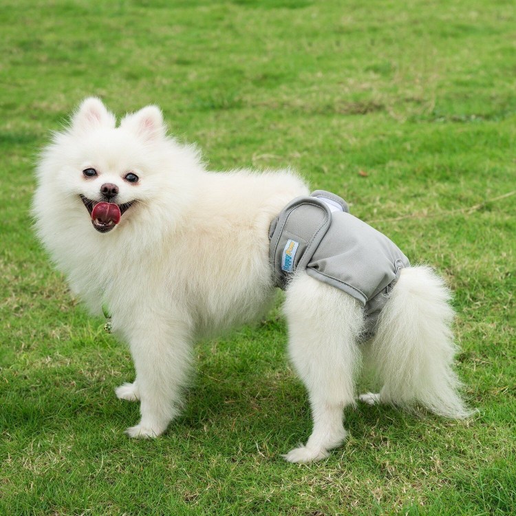 Японский шпиц щенок