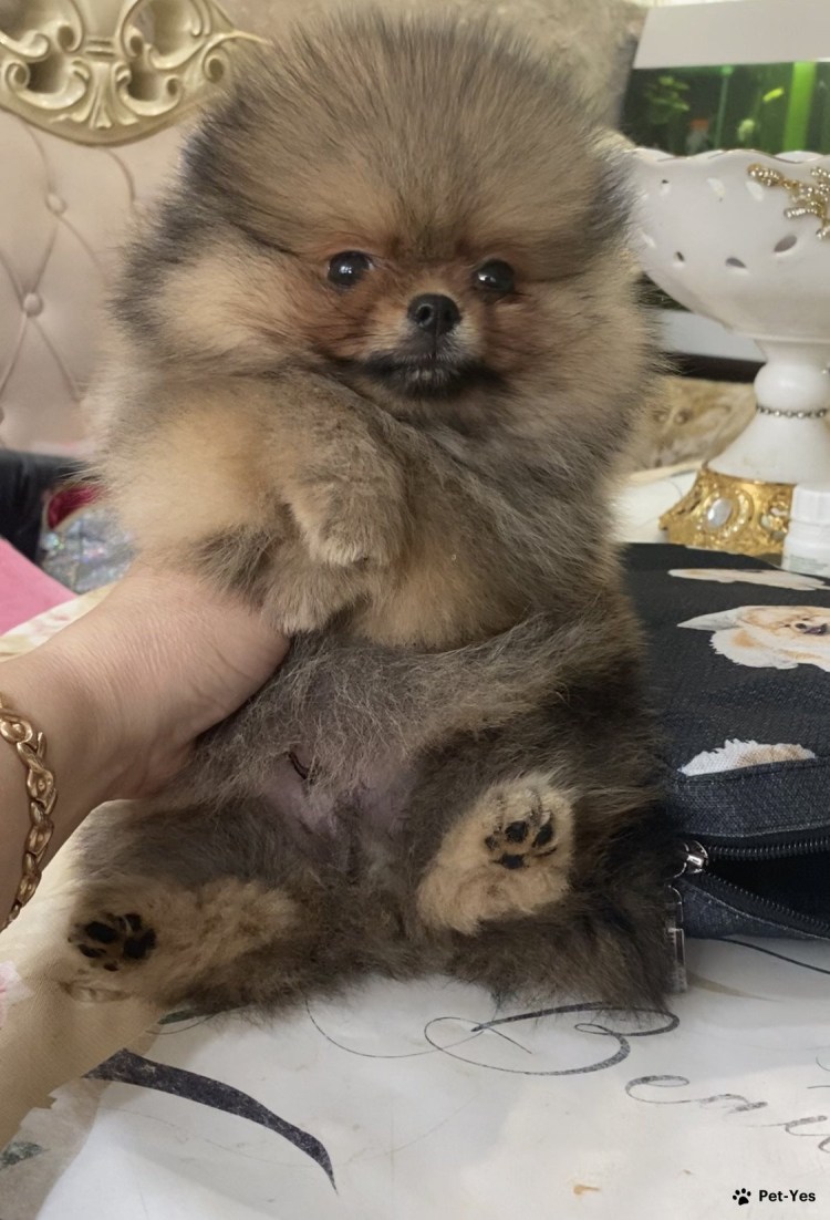 Щенки шпица Новорожденные