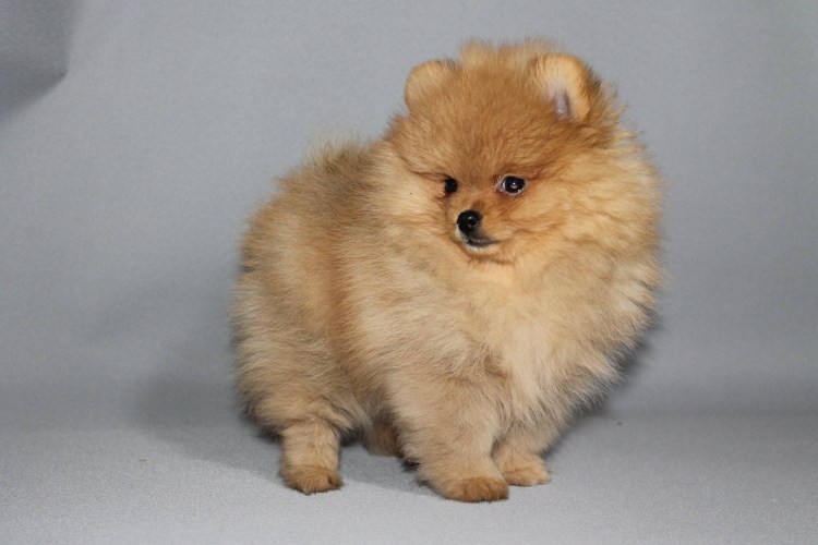 Немецкий шпиц Лапкинс