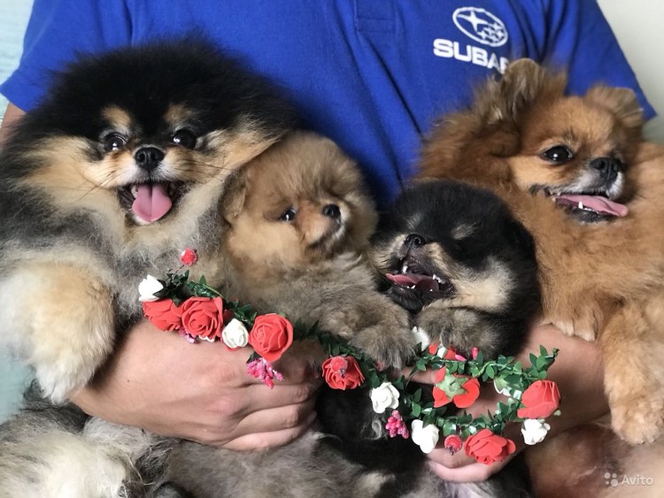 Шпиц Риччи щенок