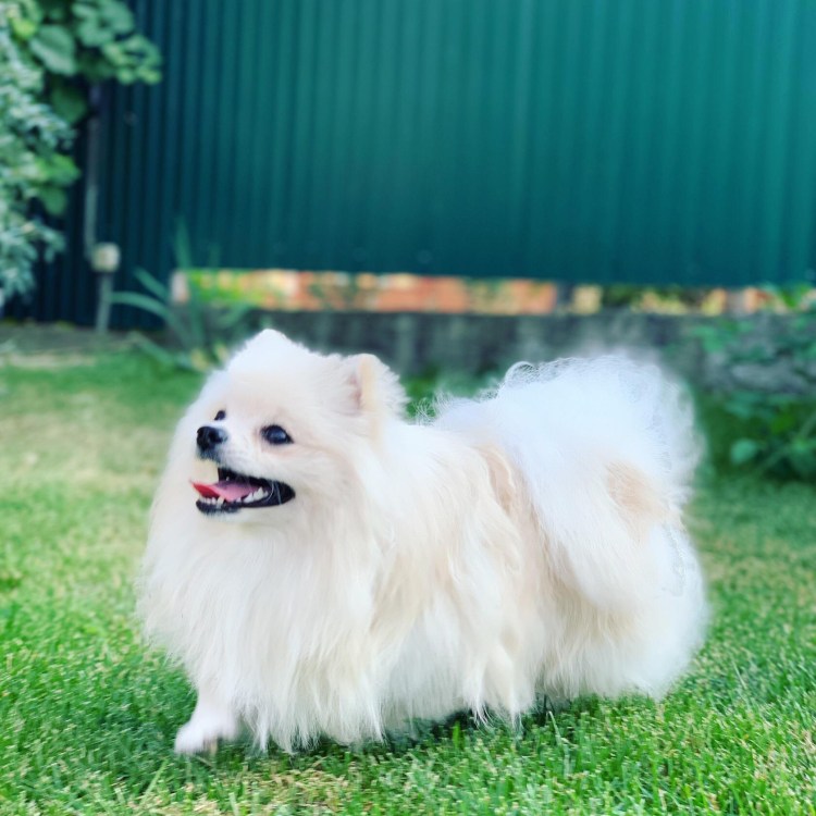 Злой померанский шпиц