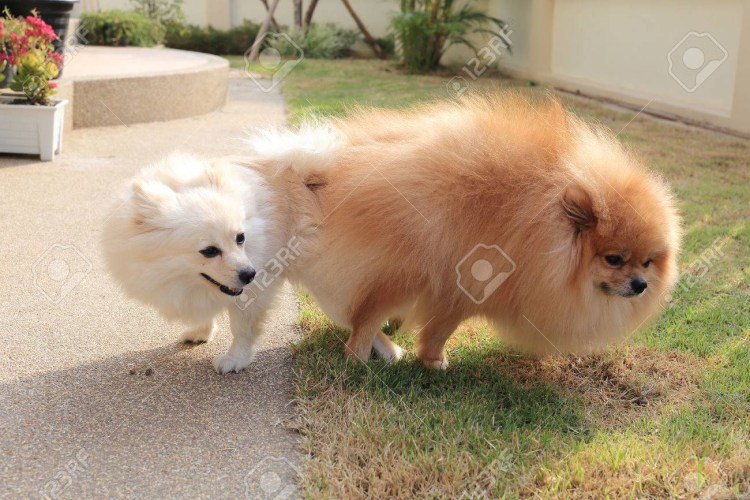 Собачьи памперсы шпиц