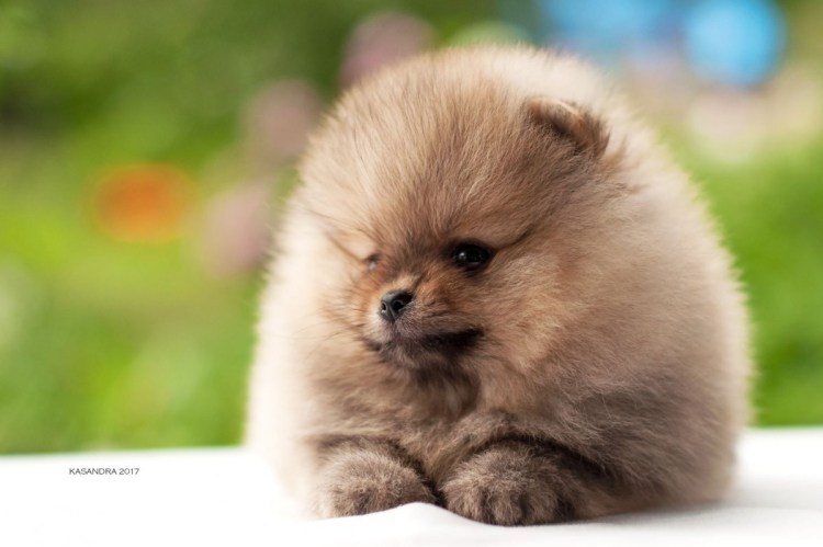 Шпиц в стакане