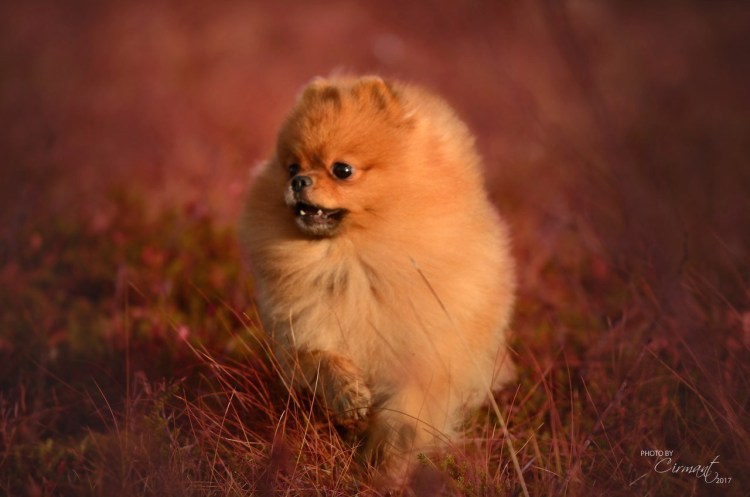 Питание беременной собаки