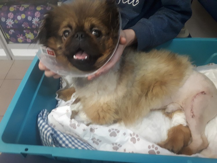 Собачек шпиц в приютах