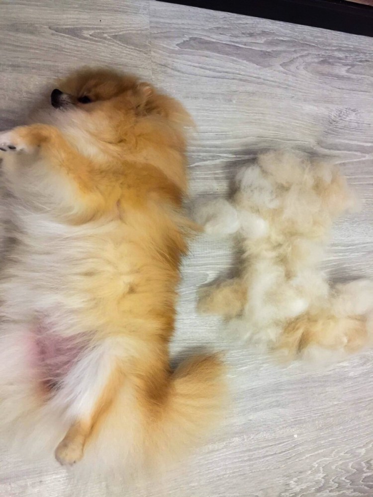 Шпиц Остин Торнадо