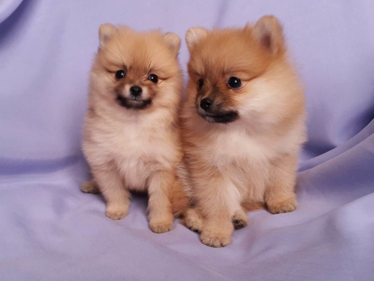 Собака породы шпиц Медвежонок