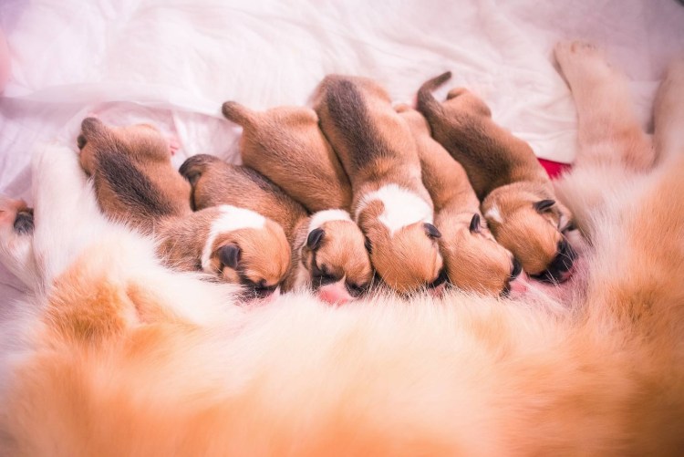 Померанский шпиц шоколадный