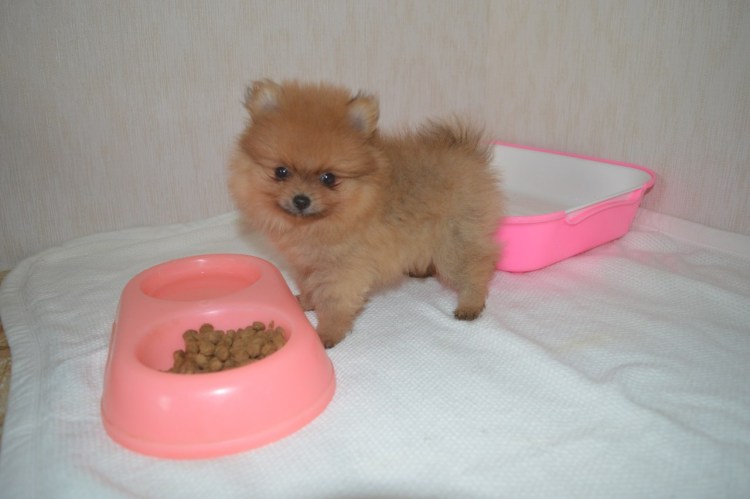 Мини шпиц белый взрослый