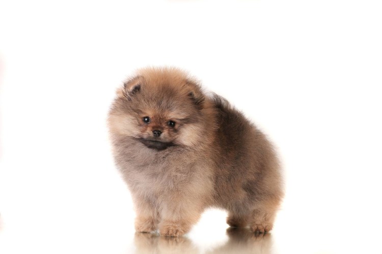Померанский шпиц игрушечного типа