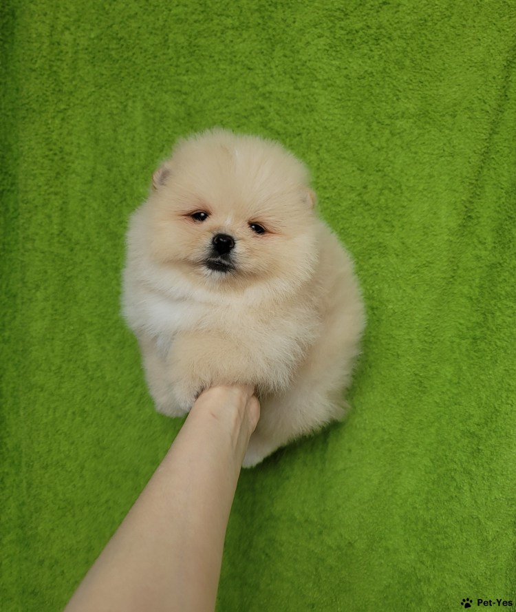 Оборудование для груминна щпицп