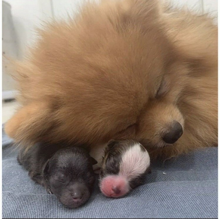 Шпицы спариваются