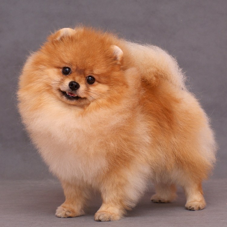 Вязка шпицев