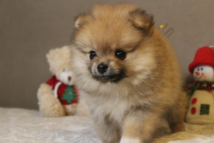 Новорожденный щенок шпица