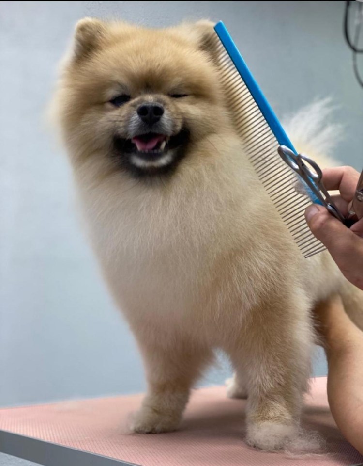 Вольпино итальяно и японский шпиц