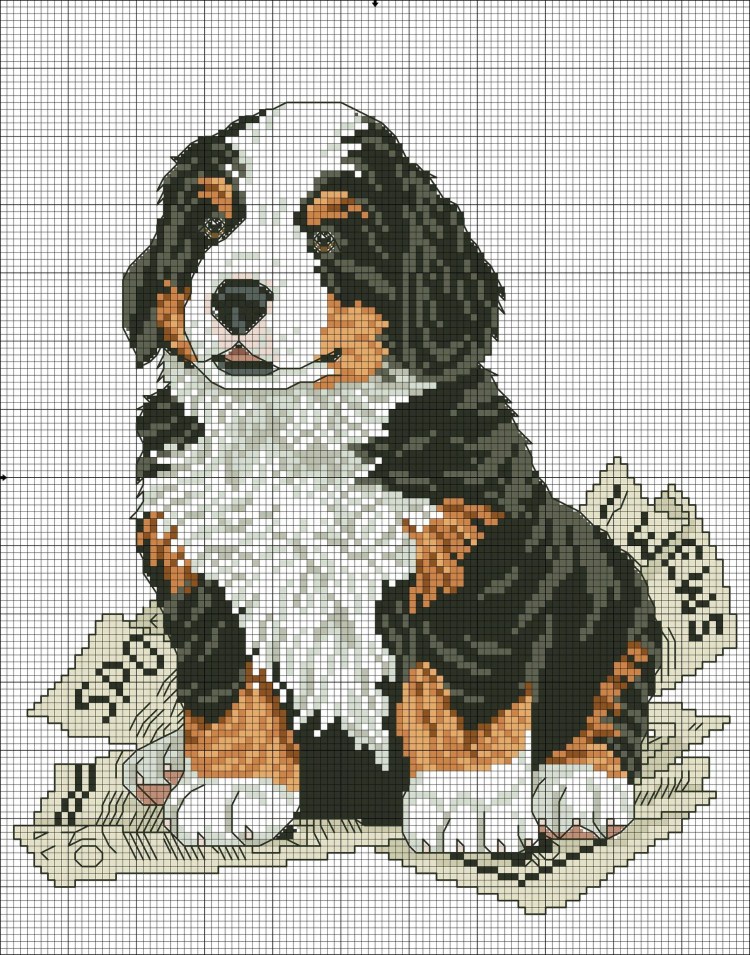 Собачки мальтипу