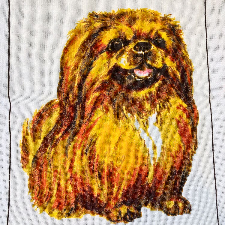 Породы собак пудель