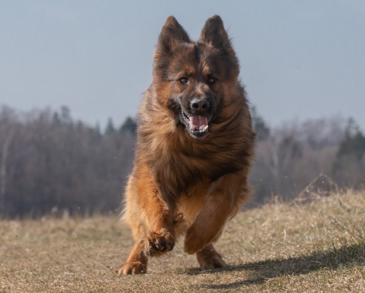 Валдай порода собак