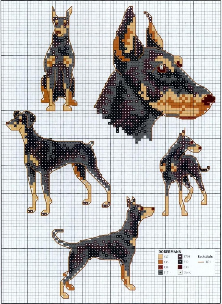 Бордер терьер