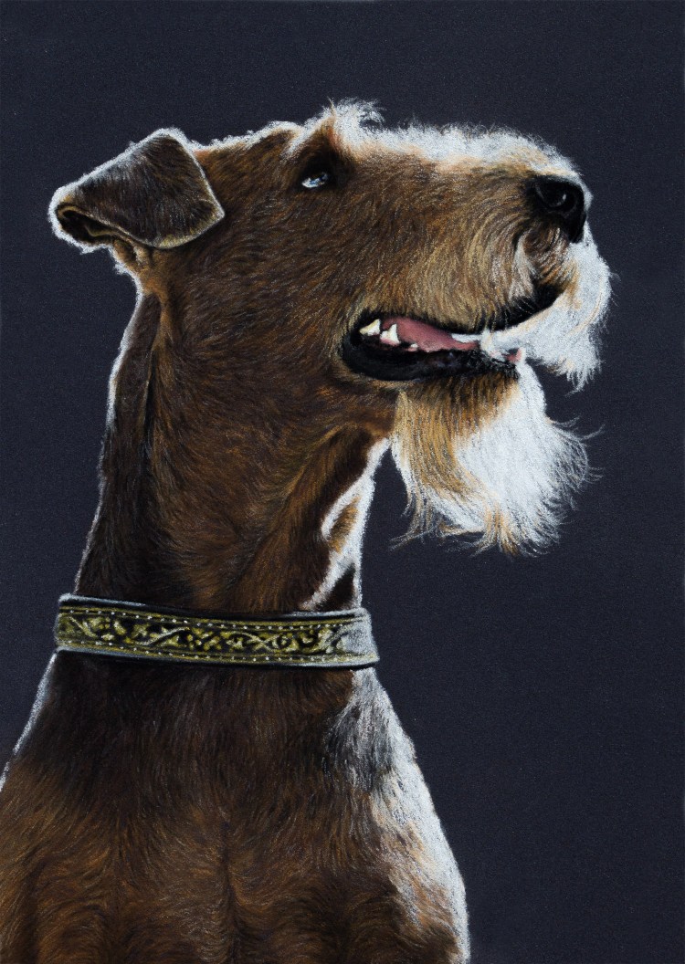 Стаффордширский Эрдельтерьер