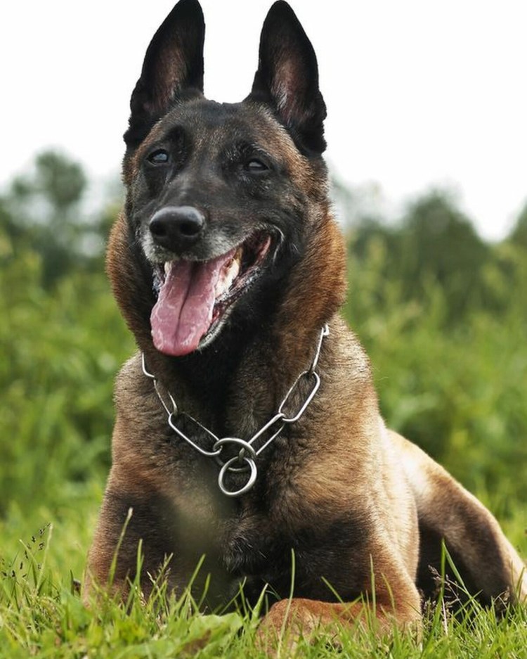 Малинуа овчарка Бельгийская овчарка