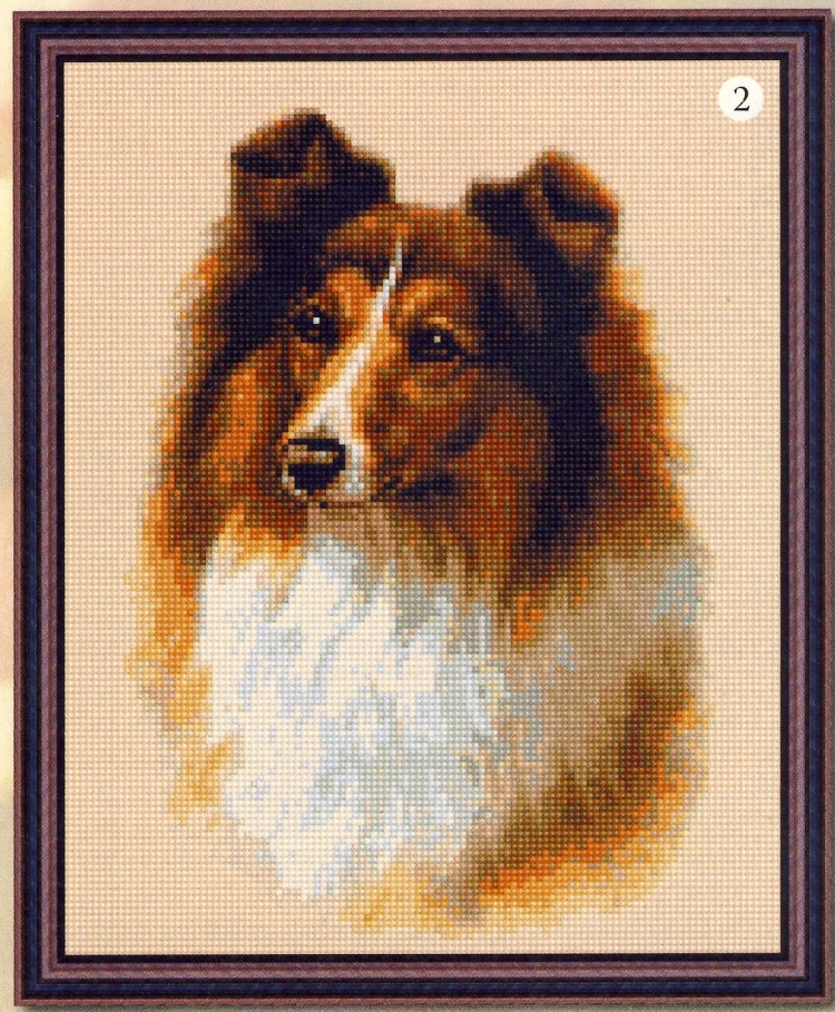 Порода мальтипу пудель