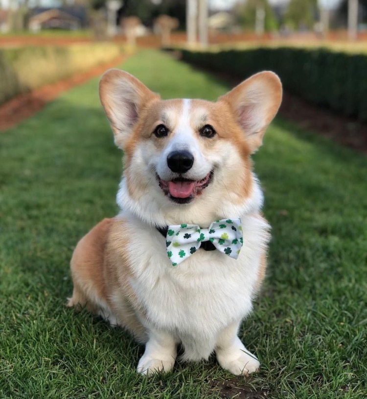 Бигль терьер гладкошерстный