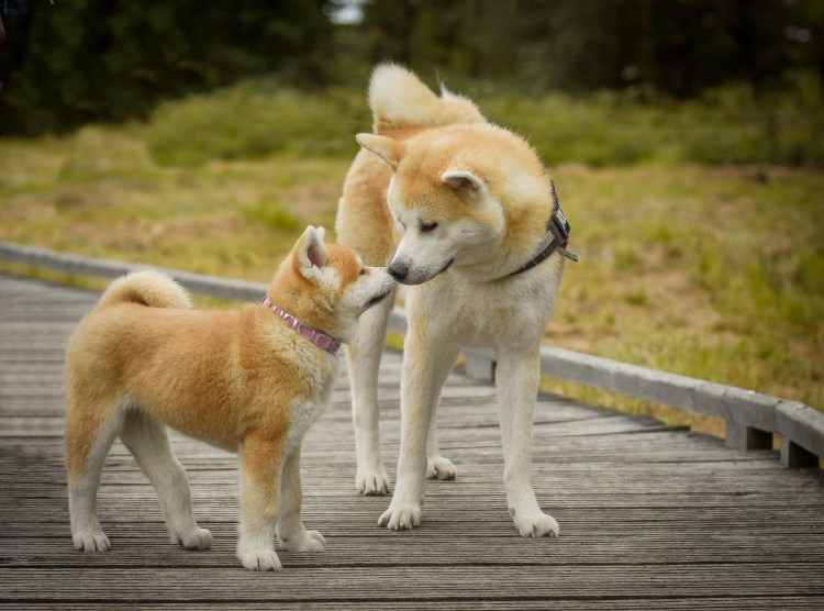 Вышивка гладью собака