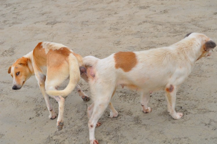 Немецкая овчарка Vore