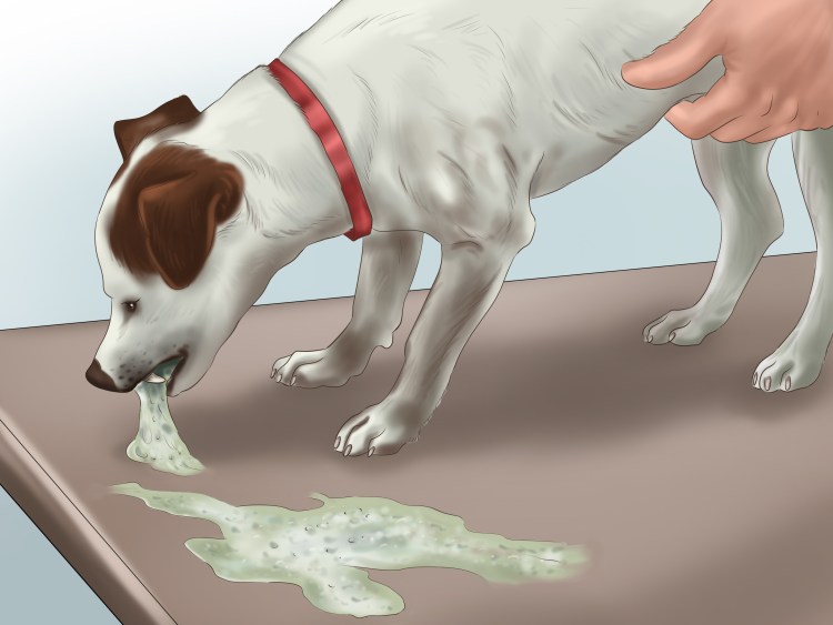 Система органов собаки