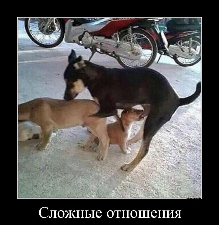 Девушка с огромной собакой