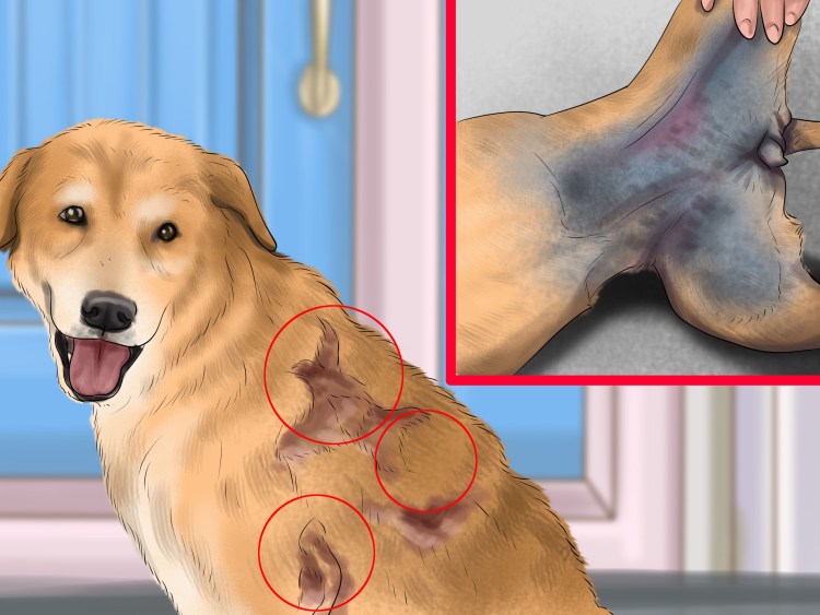 Лимфатическая система живота