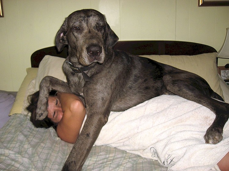 Позы собак при спаривании