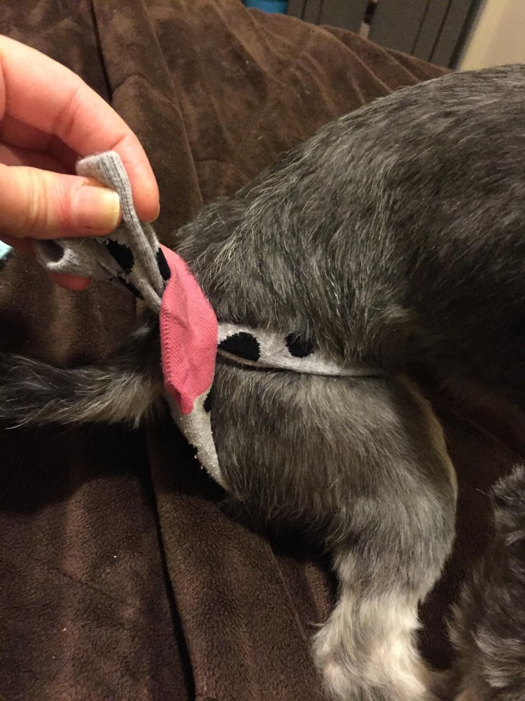 Половое поведение собак